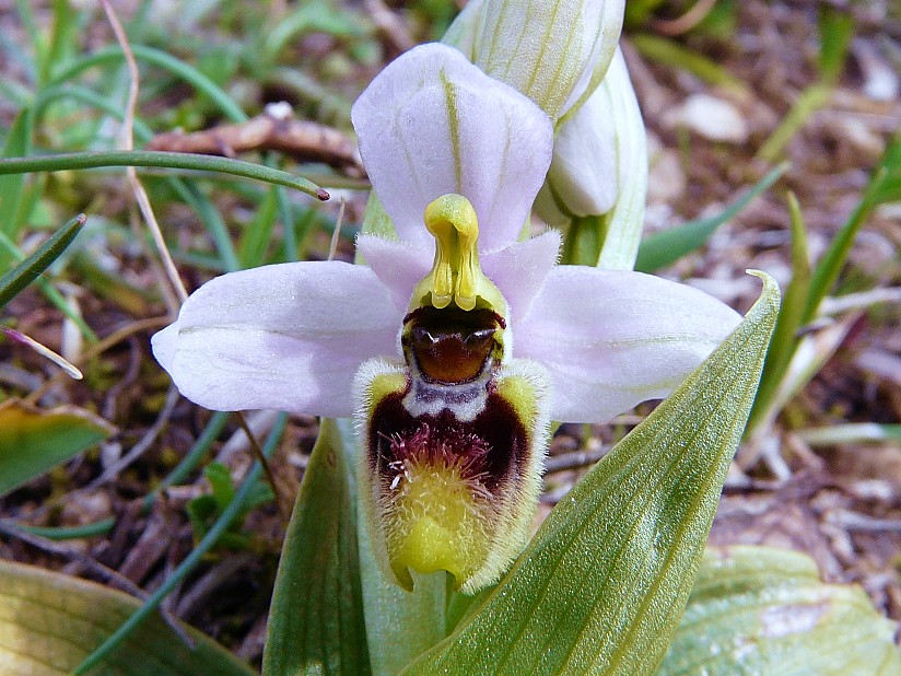 Ophrys Tenthredinifera......